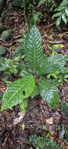 Actephila foetida (Actephila foetida)
