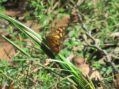 Heteronympha banksii