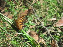 Heteronympha banksii