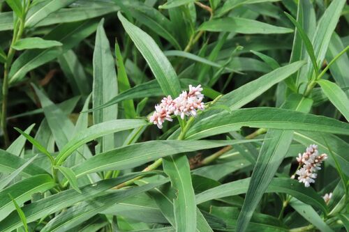 Persicaria senegalensis, photograph 2