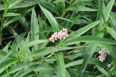 Persicaria senegalensis, photograph (c) Bruno - Yolande Zanette, some rights reserved (CC BY)