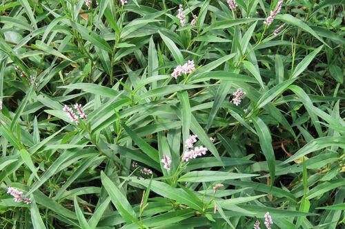 Persicaria senegalensis, photograph 3