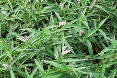 Persicaria senegalensis, photograph (c) Bruno - Yolande Zanette, some rights reserved (CC BY)