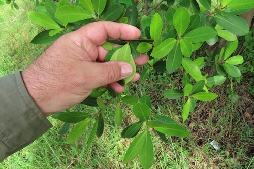 Ficus natalensis, photograph 3