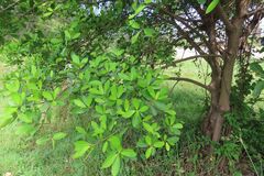 Ficus natalensis, photograph (c) Bruno - Yolande Zanette, some rights reserved (CC BY)