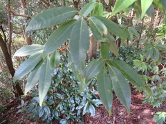 Quercus myrsinifolia
