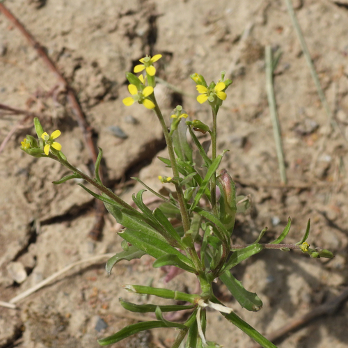 Erysimum repandum