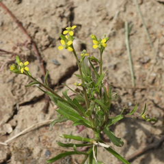 Erysimum repandum