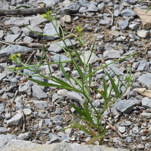 Erysimum repandum, photograph 1