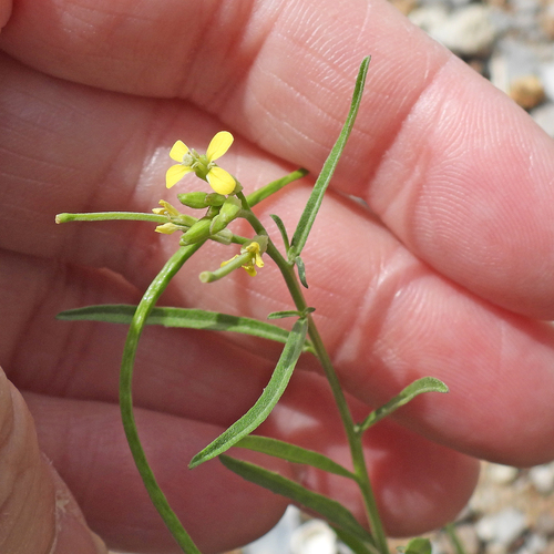 Erysimum repandum, photograph 5