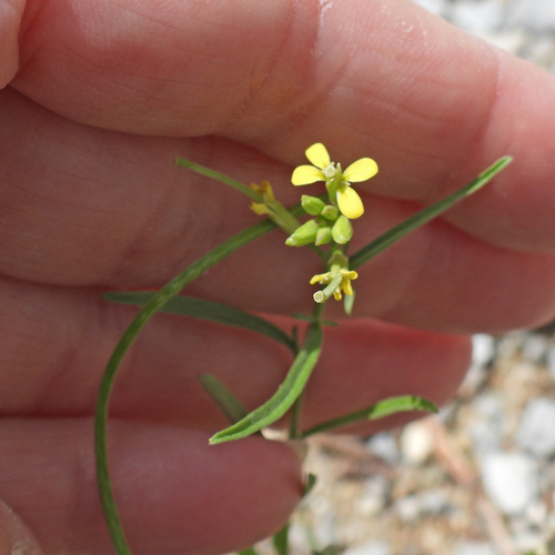 Erysimum repandum, photograph 6