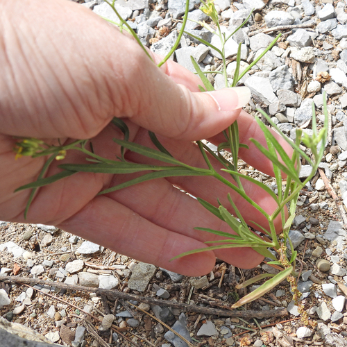 Erysimum repandum, photograph 3