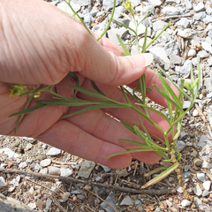 (c) M. Whitson, some rights reserved (CC BY) Erysimum repandum, photograph (c) M. Whitson, some rights reserved (CC BY)