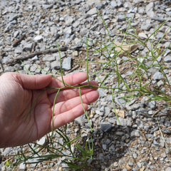 (c) M. Whitson, some rights reserved (CC BY) Erysimum repandum, photograph (c) M. Whitson, some rights reserved (CC BY)