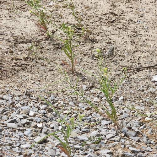 Erysimum repandum, photograph 2