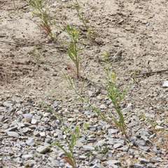 (c) M. Whitson, some rights reserved (CC BY) Erysimum repandum, photograph (c) M. Whitson, some rights reserved (CC BY)