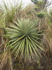 Puya clava-herculis