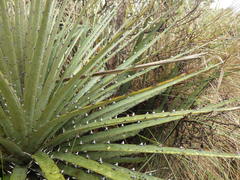 Puya clava-herculis