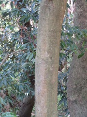Quercus myrsinifolia