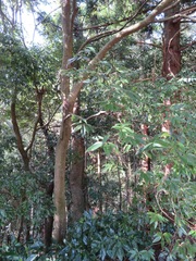 Quercus myrsinifolia