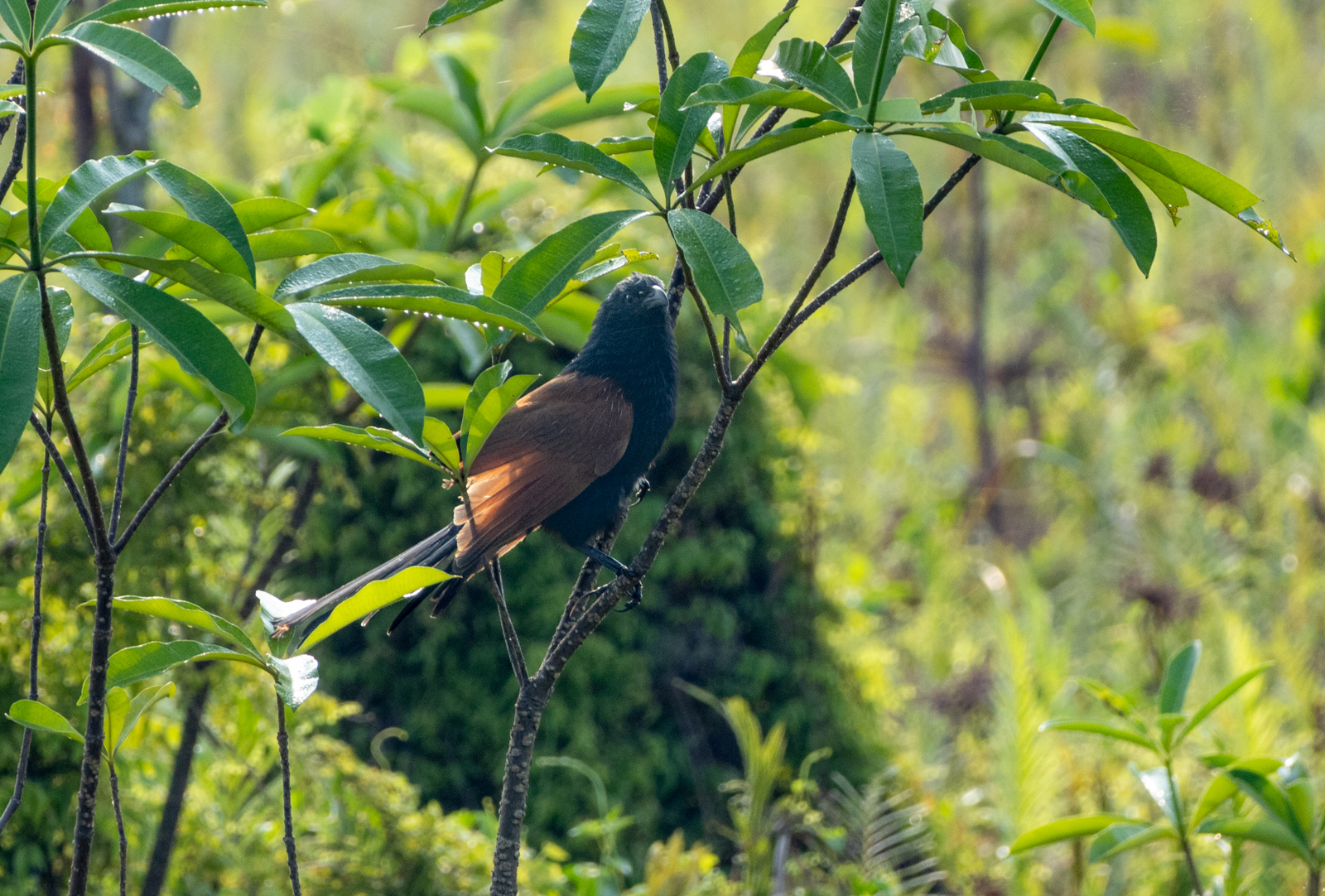 Lesser Coucal (Centropus bengalensis), photo 9