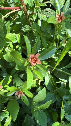 Sida ciliaris observed 2026-04-27