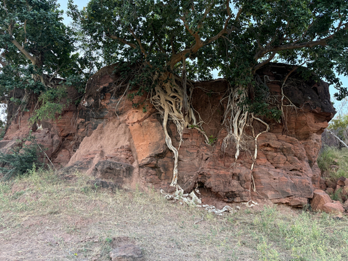 lowveld fig