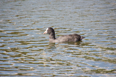 Fulica atra