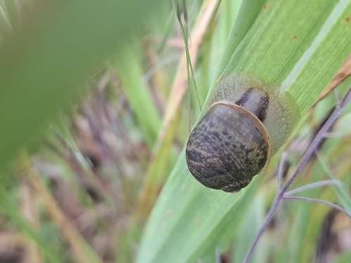 Cantareus apertus