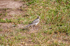 Motacilla alba