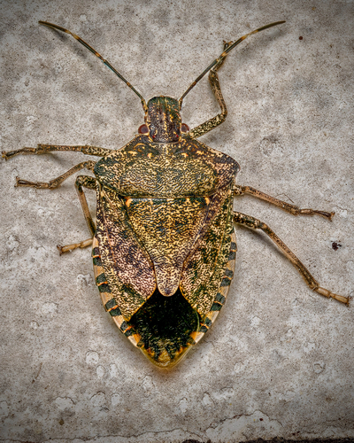 Brown Marmorated Stink Bug