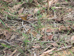 Heteronympha banksii