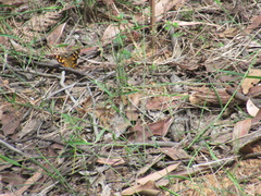 Heteronympha banksii