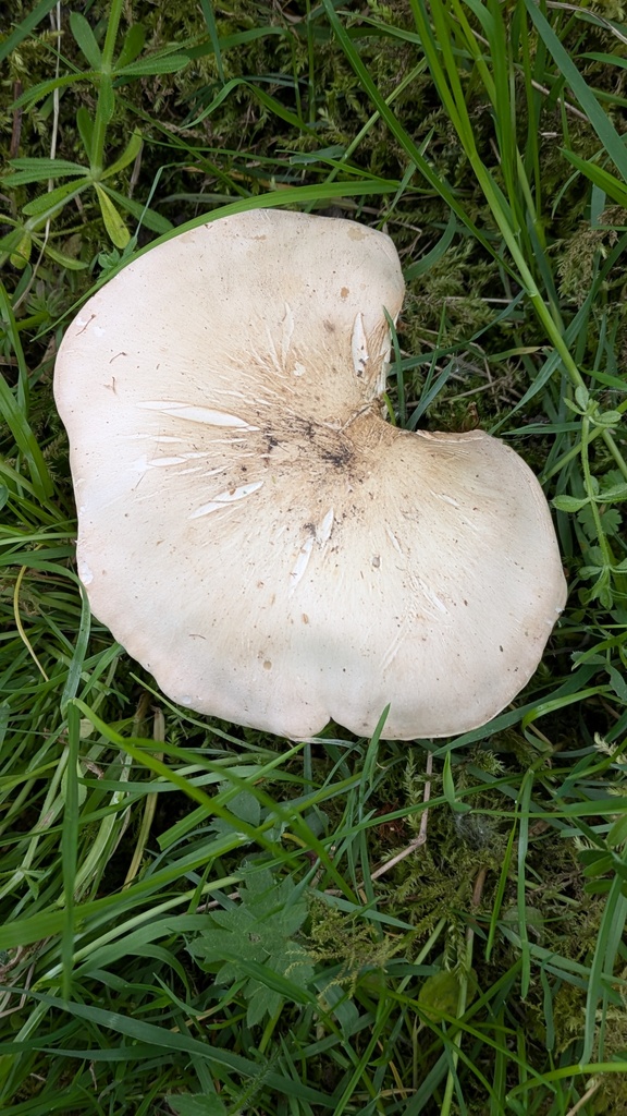 Calocybe gambosa · April 2026 · photo: © guywallbanks (iNaturalist, cc-by)
