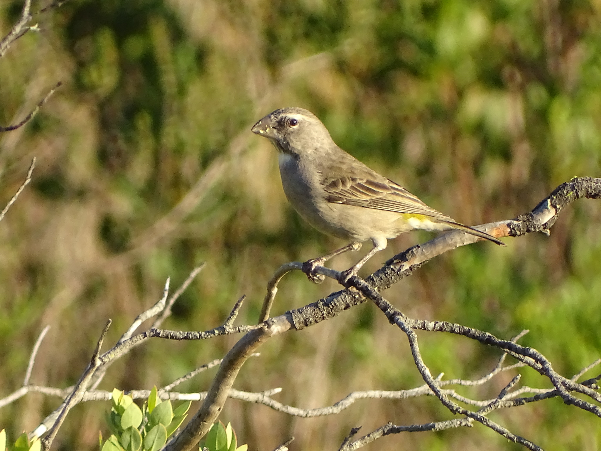 White-throated Canary (Crithagra albogularis), photo 8