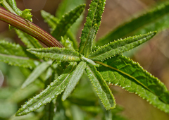 Senecio linearifolius linearifolius