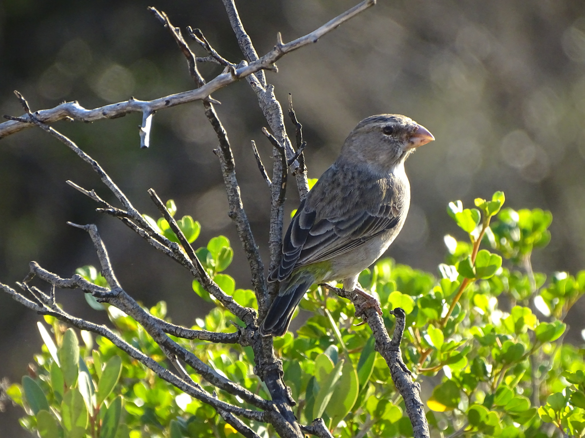 White-throated Canary (Crithagra albogularis), photo 9