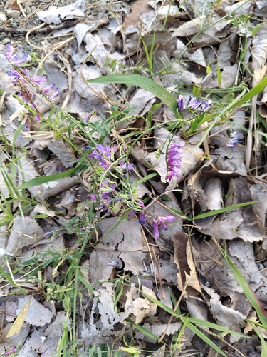 hairy vetch