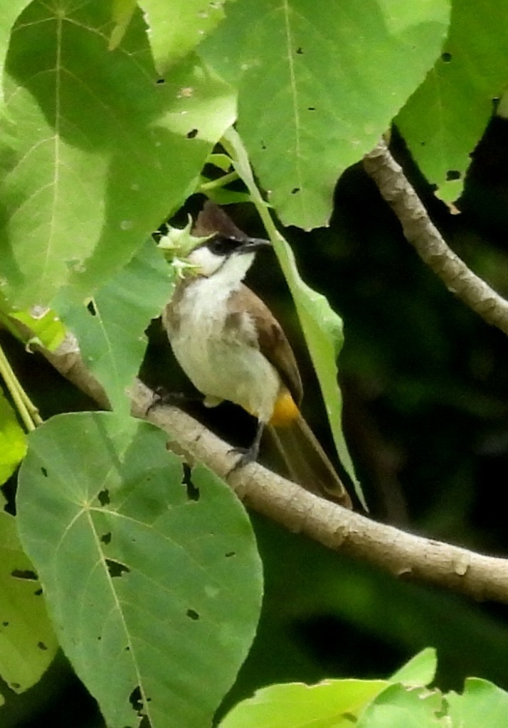 Red-whiskered × Yellow-vented Bulbul