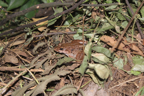 Fejervarya cancrivora