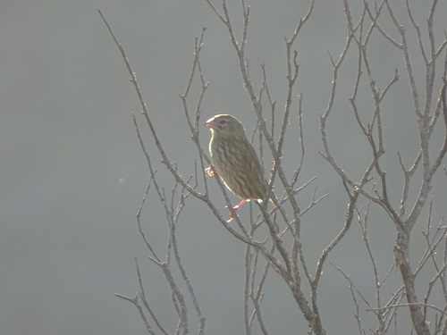 Yellow Bishop (Euplectes capensis), photo 10