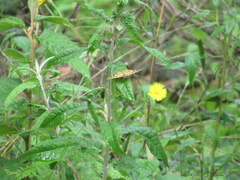 Heteronympha banksii