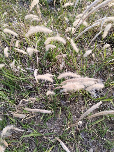 Cogon Grass