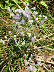 Eryngium articulatum