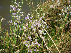 Eryngium articulatum