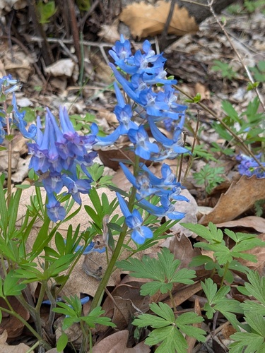 Corydalis ambigua (Corydalis ambigua)