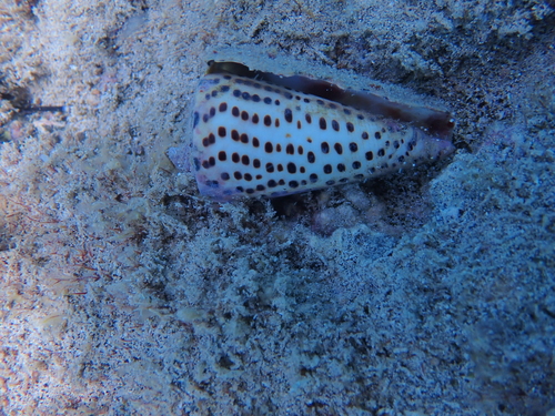 Conus leopardus observed 2026-04-25