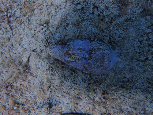 Conus textile