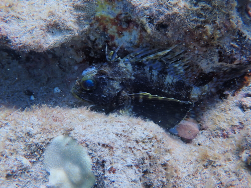 Dendrochirus barberi observed 2026-04-25