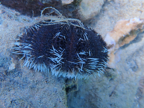 Tripneustes gratilla observed 2026-04-25